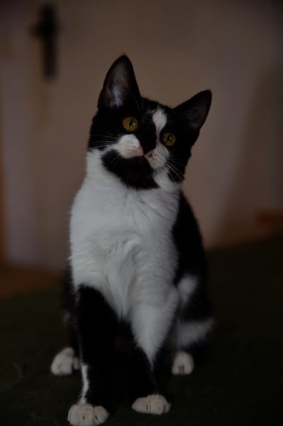 Katzenkind RONJA sucht ihr Zuhause!