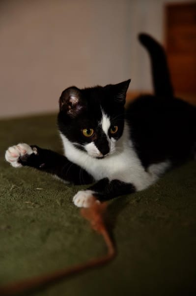 Katzenkind RONJA sucht ihr Zuhause!