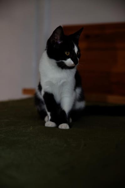 Katzenkind RONJA sucht ihr Zuhause!