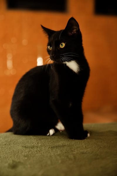 Katzenkind PENELOPE sucht ihr Zuhause!