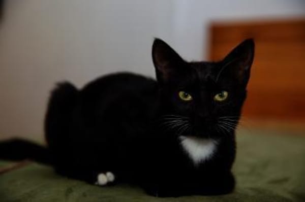 Katzenkind PENELOPE sucht ihr Zuhause!