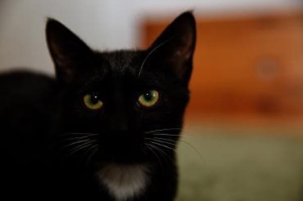 Katzenkind PENELOPE sucht ihr Zuhause!