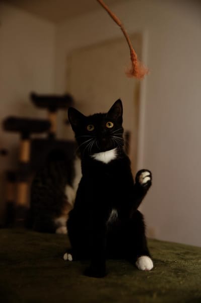 Katzenkind PENELOPE sucht ihr Zuhause!