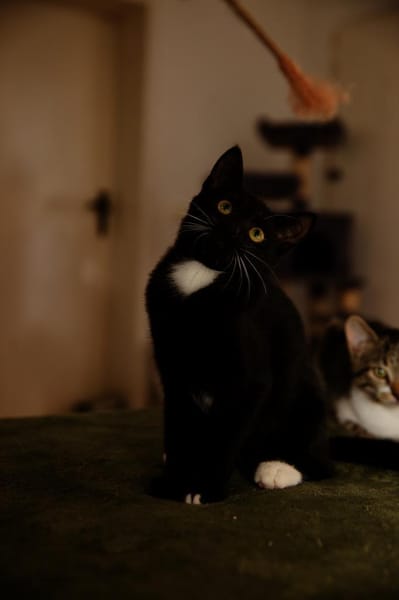 Katzenkind PENELOPE sucht ihr Zuhause!