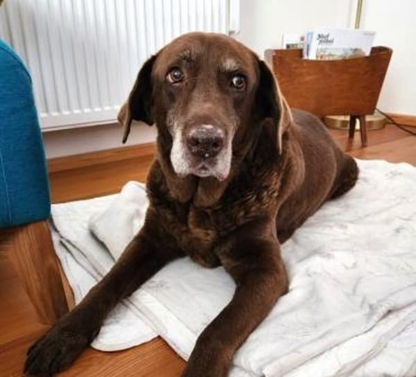 BARNIE  ausnahmslos lieber Senior