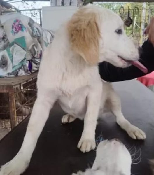 Zazou, so goldig 🥰