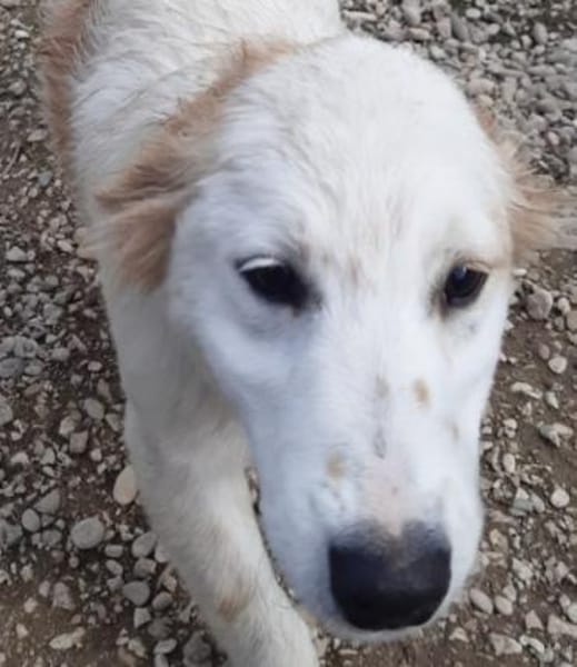 Zazou, so goldig 🥰