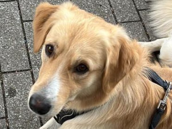 Cristoforo wünscht sich neues Zuhause