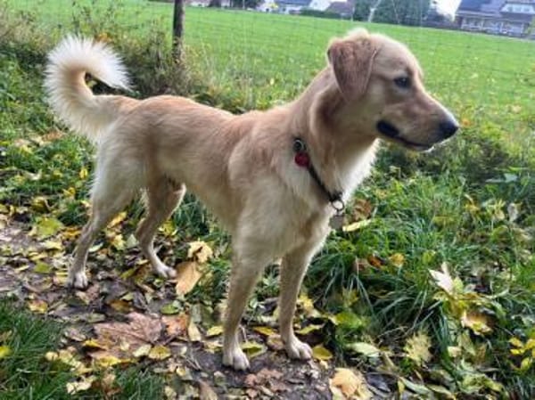 Cristoforo wünscht sich neues Zuhause