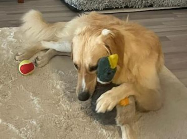 Cristoforo wünscht sich neues Zuhause