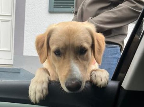 Cristoforo wünscht sich neues Zuhause