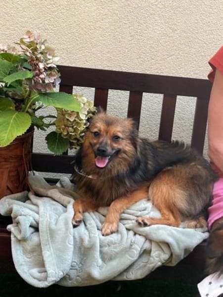 Lilo - Spitzmix sucht Zuhause