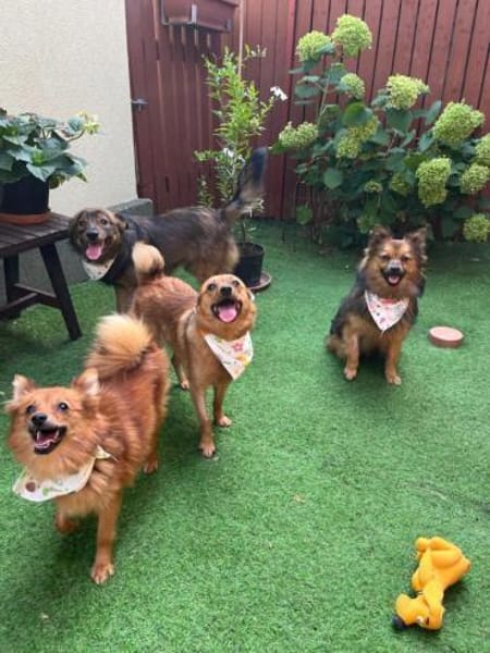 Lilo - Spitzmix sucht Zuhause