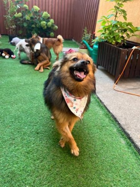 Lilo - Spitzmix sucht Zuhause