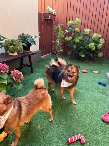 Lilo - Spitzmix sucht Zuhause