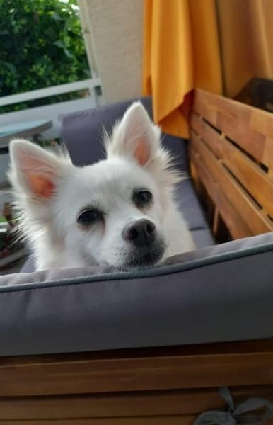 Leila - Spitzdame sucht ihre Menschen