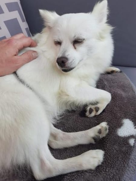 Leila - Spitzdame sucht ihre Menschen