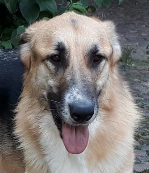 Dario - sanfter Riese aus Lazio