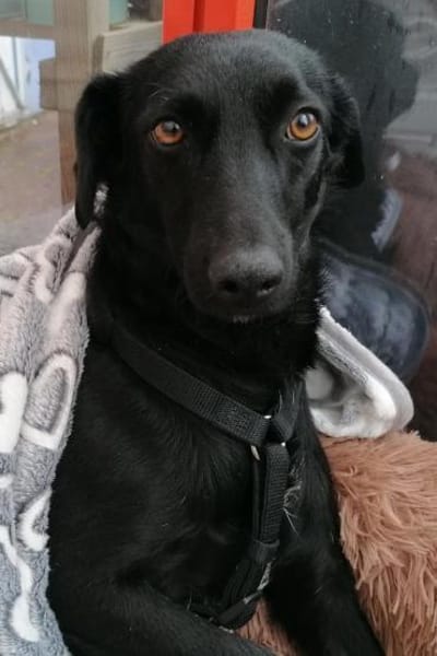 FREYA💖wartet schon in 01640 Coswig!