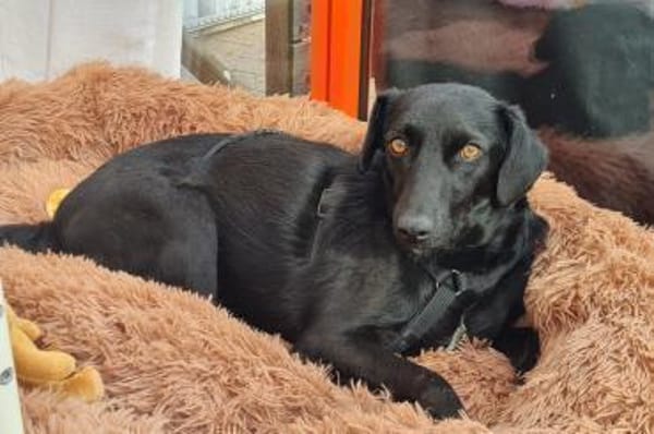 FREYA💖wartet schon in 01640 Coswig!