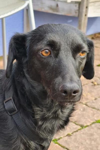 FREYA💖wartet schon in 01640 Coswig!