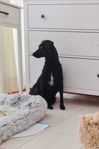 FREYA💖wartet schon in 01640 Coswig!