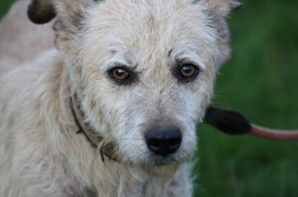 Jeky - verschmuster Wuschelrüde