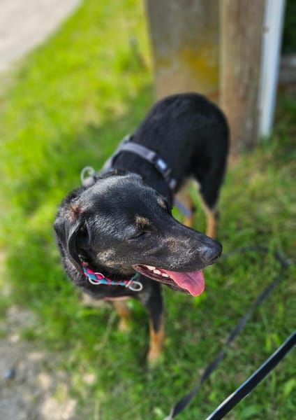 Pepe sucht ein liebes Zuhause