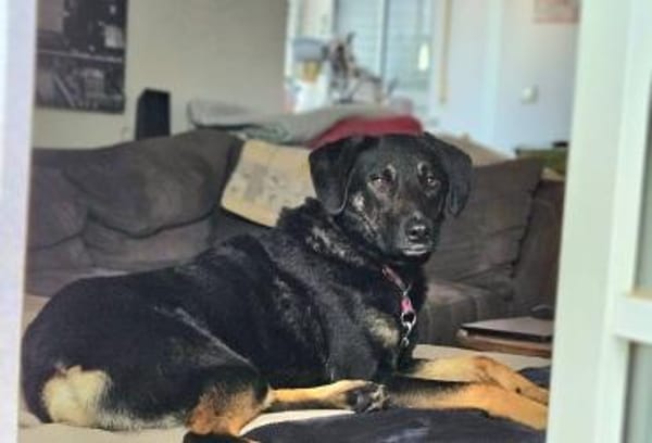 Pepe sucht ein liebes Zuhause