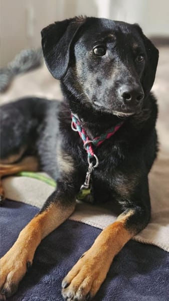 Pepe sucht ein liebes Zuhause