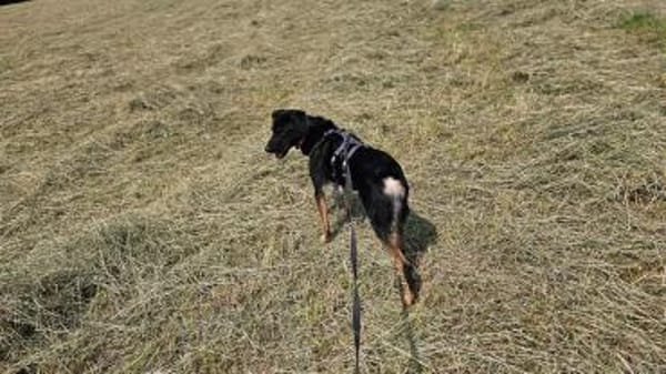 Pepe sucht ein liebes Zuhause