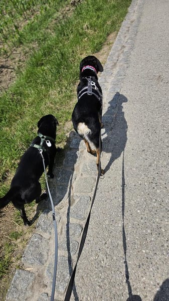 Pepe sucht ein liebes Zuhause