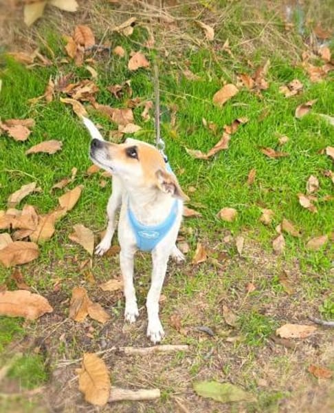 Michelle eine bezaubernde Hündin