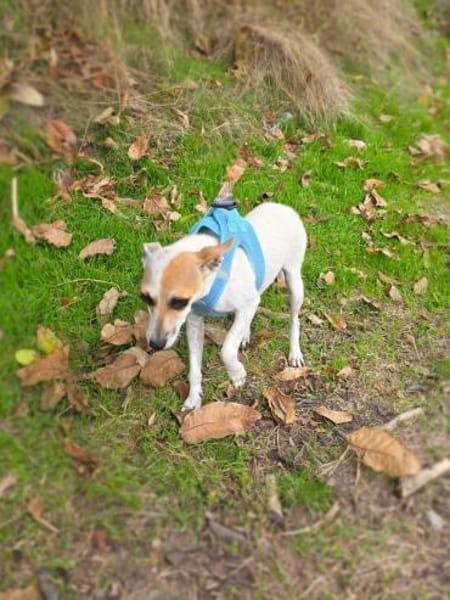 Michelle eine bezaubernde Hündin