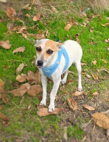 Michelle eine bezaubernde Hündin