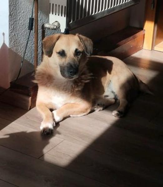 Strolch sucht sein Zuhause