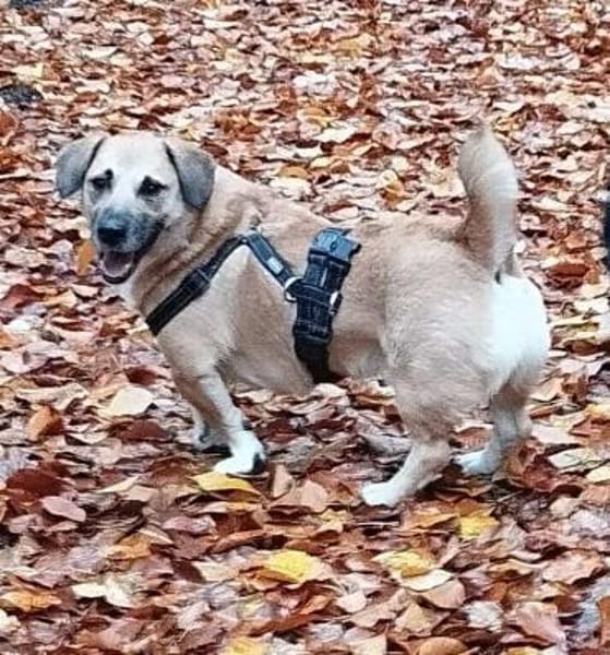 Strolch sucht sein Zuhause