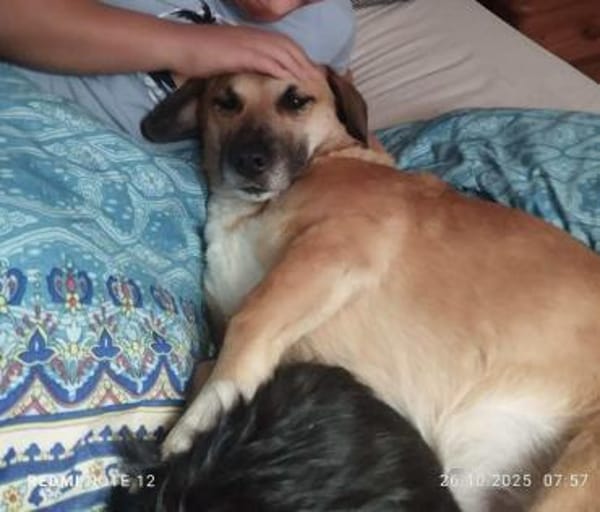 Strolch sucht sein Zuhause