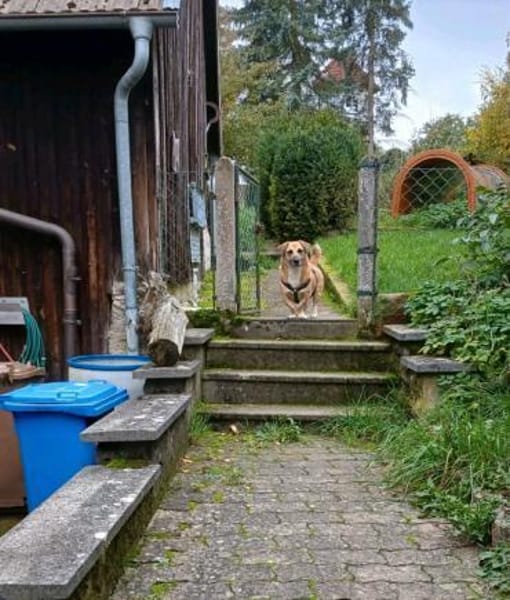 Strolch sucht sein Zuhause