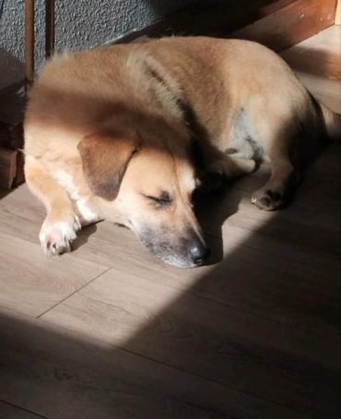 Strolch sucht sein Zuhause