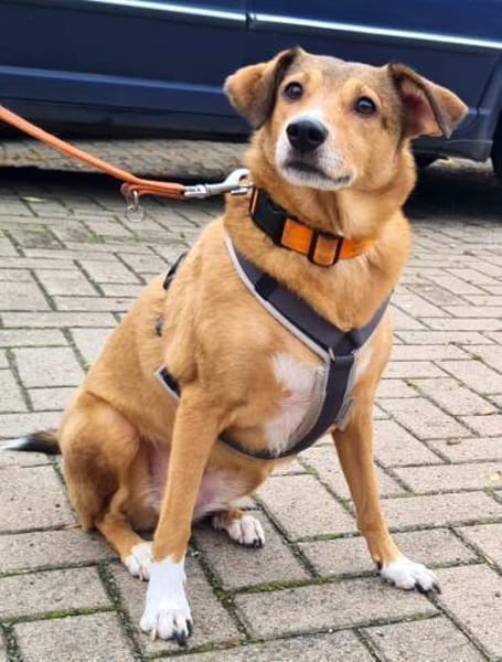 YUMA - eine treue Begleiterin sucht ihr