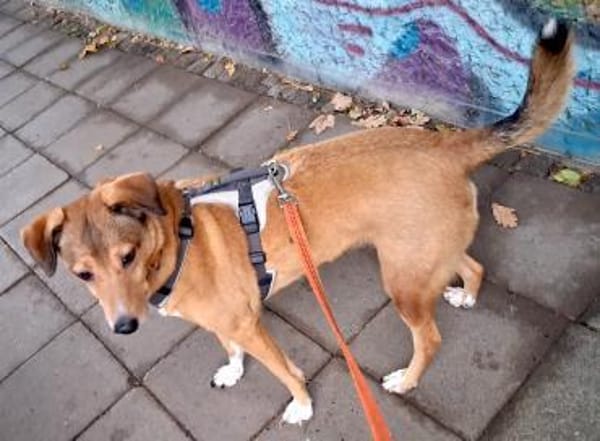 YUMA - eine treue Begleiterin sucht ihr