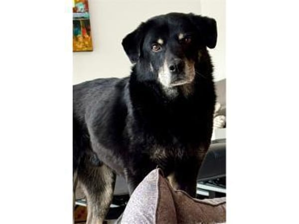 Theodor  wartet in 49143 Bissendorf