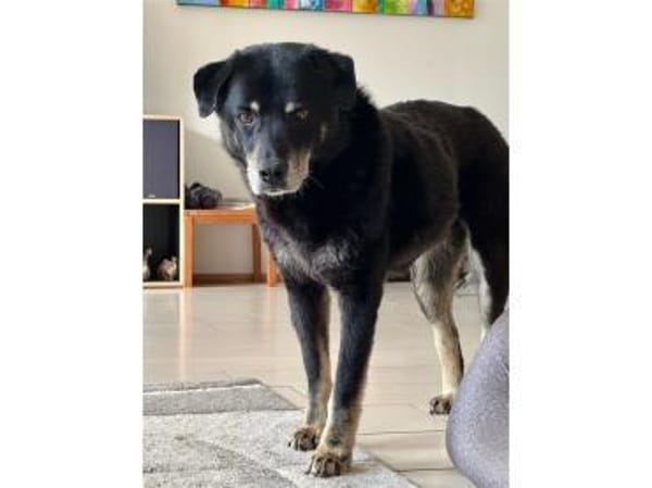 Theodor  wartet in 49143 Bissendorf