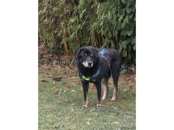 Theodor  wartet in 49143 Bissendorf