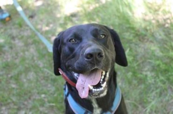 Elvis, großer, sportl. Familienhund