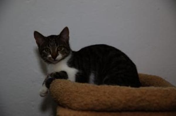 Katzenkind SUKI sucht ihr Zuhause!