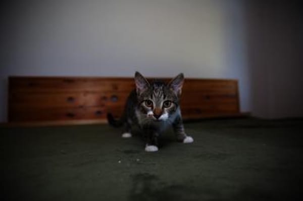 Katzenkind SUKI sucht ihr Zuhause!