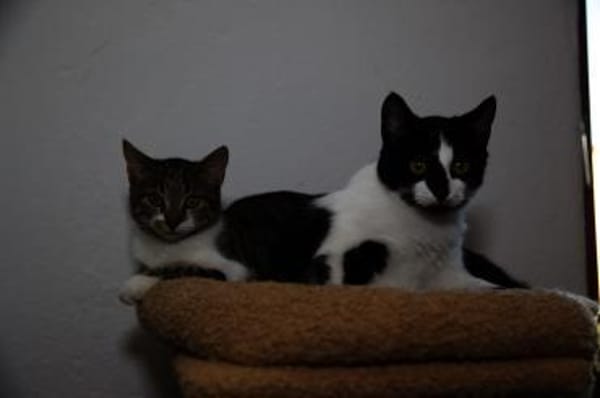 Katzenkind SUKI sucht ihr Zuhause!