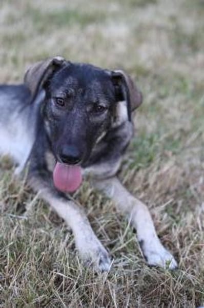 Junghund MORITZ sucht seine Menschen!